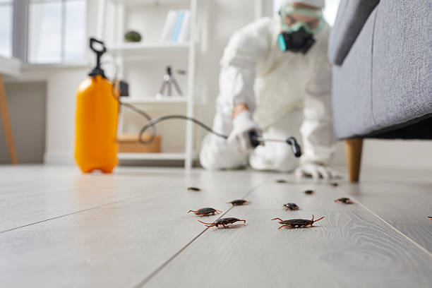 Commercial Kitchen Cockroach Control in Morgandale